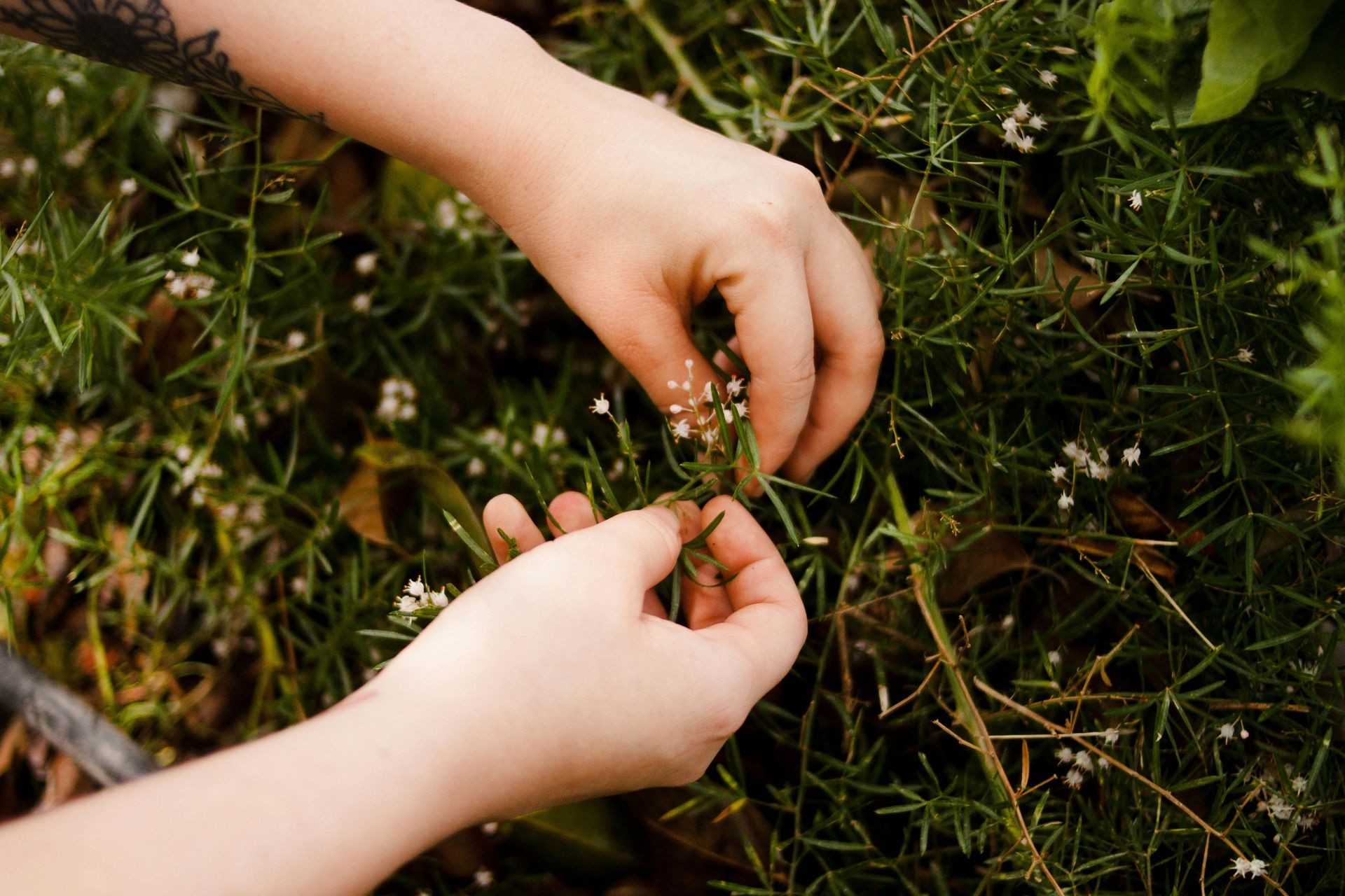 Children's Program - November | Cycles of Life, Botany & Plant Preparation